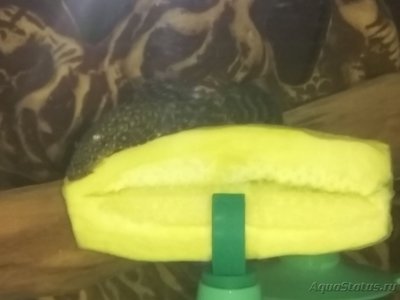 Сколько корма нужно рыбкам (сколько корма сыпать рыбкам в аквариум)?