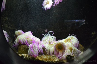 Фото Критский океанариум (photo#81940)