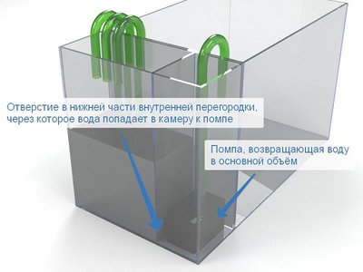Людвигия покрыта белым налетом