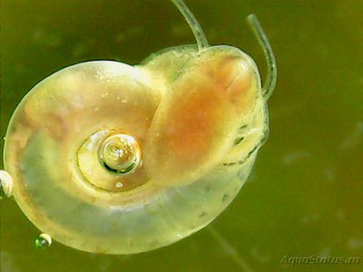 Фото Китайская катушка Gyraulus chinensis  (photo#82479)