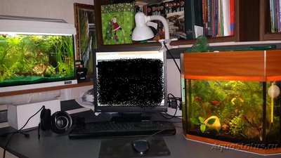 Людвигия покрыта белым налетом