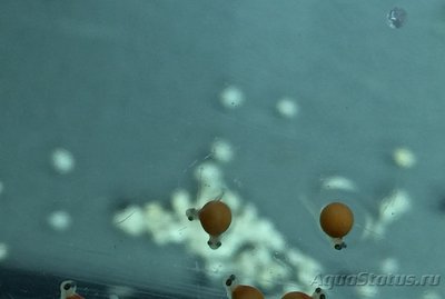Фото Однояйцевые близнецы у аквариумных рыб. Такое возможно? (photo#82566)