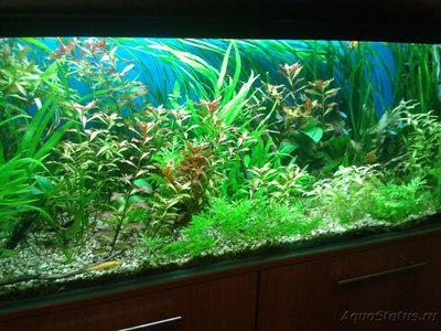Подходит ли колодезная вода для аквариума?