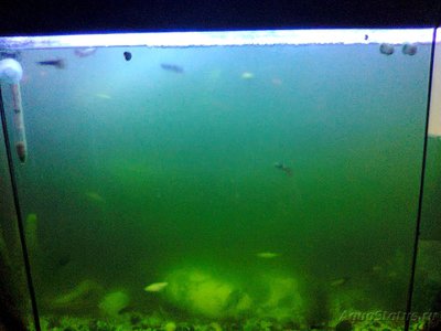 Мутная вода в аквариуме, муть в аквариуме