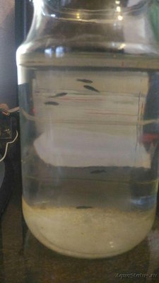 Мутная вода в аквариуме, муть в аквариуме