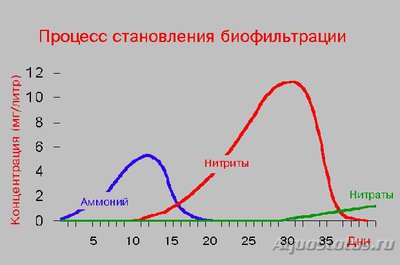 Мутная вода в аквариуме, муть в аквариуме