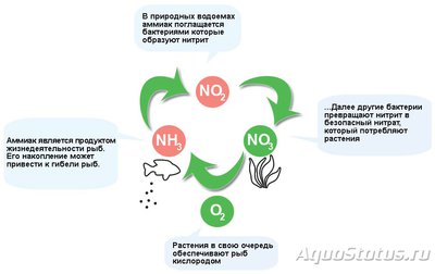 Мутная вода в аквариуме, муть в аквариуме