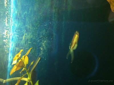 Определение водорослей в аквариуме