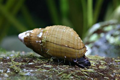 Фото Улитка Мелания Melanoides tuberculata и granifera (photo#83936)