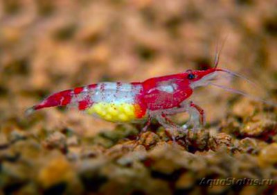 Фото Креветка Рили Neocaridina heteropoda sp. Rili  (photo#83939)