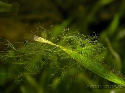 Фото Кладофора нежелательная водоросль (photo#83963)