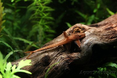 Фото Каталог номерных L сомов (photo#83994)