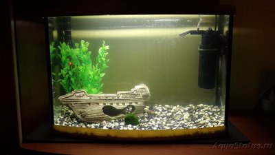 Фото Мой первый аквариум AquaPlus 46 литров Leshiy  (photo#85009)