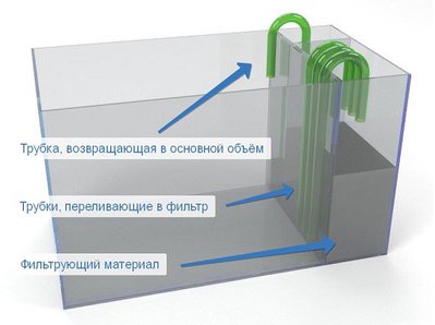 Людвигия покрыта белым налетом
