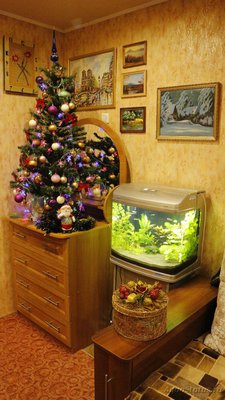 Фото Аквариумный фотоконкурс 7 Новогоднее настроение  (photo#85355)