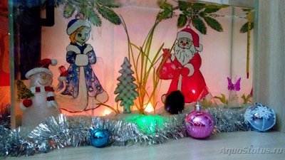 Фото Аквариумный фотоконкурс 7 Новогоднее настроение  (photo#85366)