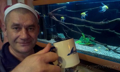 Фото Аквариумный фотоконкурс 7 Новогоднее настроение  (photo#85374)