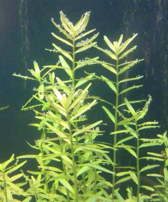 Фото Rotala indica Ротала индика и Rotala rotundifolia Ротала круглолистная  (photo#8550)