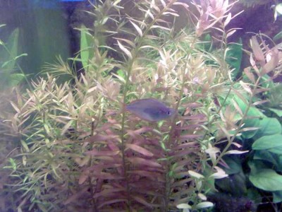 Фото Rotala indica Ротала индика и Rotala rotundifolia Ротала круглолистная  (photo#8551)