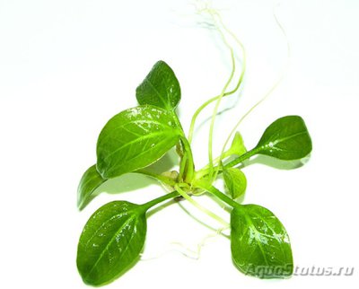 Продам эхинодорус опакус (Почтой)