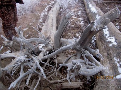 Коряга в аквариуме