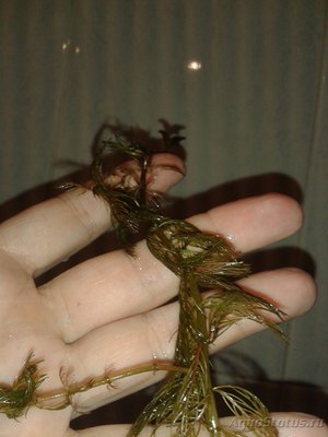 Опознание аквариумных растений