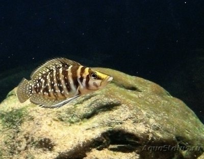 Фото Альтолампрологус кальвус блек Altolamprologus calvus black  (photo#86685)