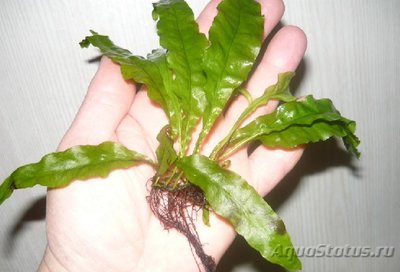 Небольшой излишек растений (Почтой)