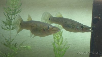 Продам Belonesox belizanus (Минск)