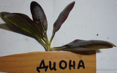Гибриды эхинодорусов