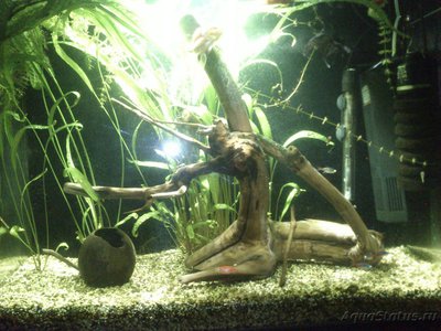 Фото Делаю бюджетный свет для аквариума из китайских светодиодных матриц 10W (photo#87037)