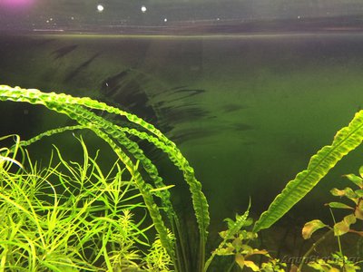 Определение водорослей в аквариуме