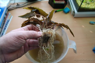 Фото Аквариумы для души 300 литров DDD  (photo#87294)