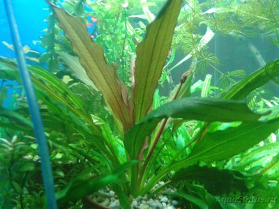 Фото Эхинодорус флоренс Echinodorus florens  (photo#87325)