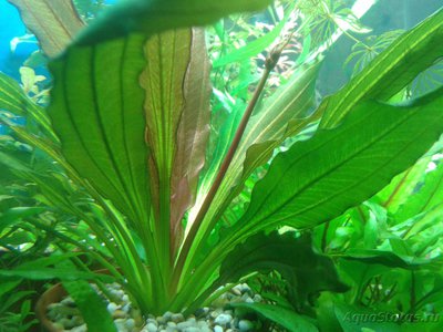 Фото Эхинодорус флоренс Echinodorus florens  (photo#87326)