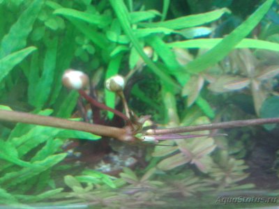 Фото Эхинодорус флоренс Echinodorus florens  (photo#87327)