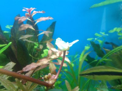 Фото Эхинодорус флоренс Echinodorus florens  (photo#87329)