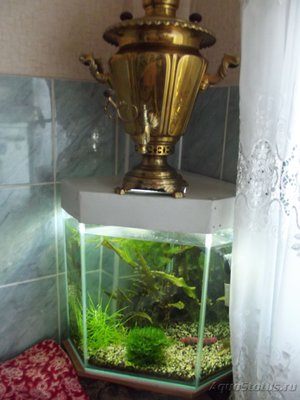 Фото Аквариумы для души 300 литров DDD  (photo#87337)
