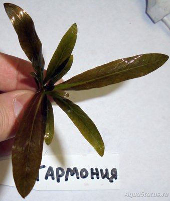 Гибриды эхинодорусов