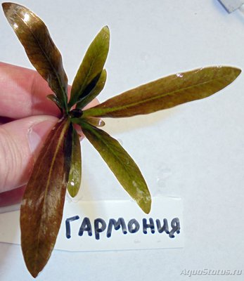Гибриды эхинодорусов