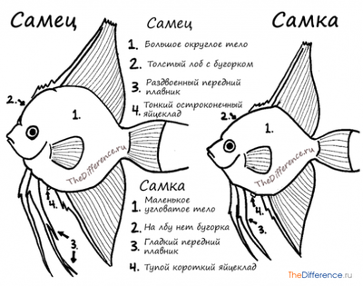 Фото Как определить пол скалярий: мальчик или девочка? (photo#87901)