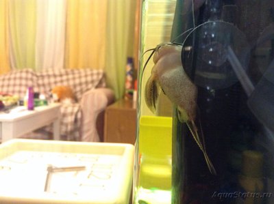Фото платидорас (photo#88201)