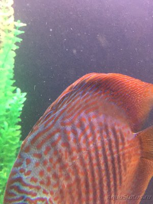 Фото Внешний фильтр Fluval FX-6 (photo#88449)