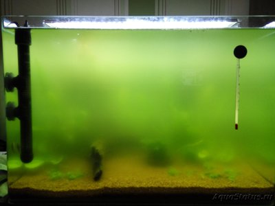 Цветение воды, зеленая вода, позеленела аквариум