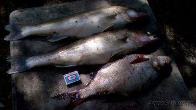 Рыбалка