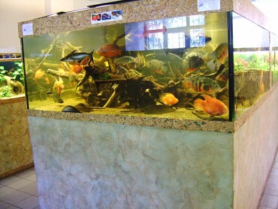 Фото Хрустальный аквариум. Конкурс аранжировки. Киев 2011г (photo#8884)