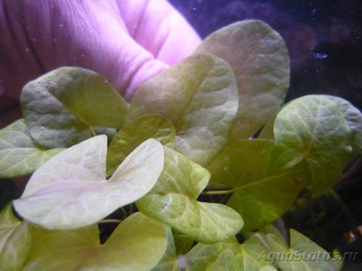 Продам аквариумные растения (Почтой)