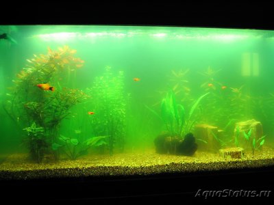 Фото Мутная вода в аквариуме, муть в аквариуме (photo#89094)