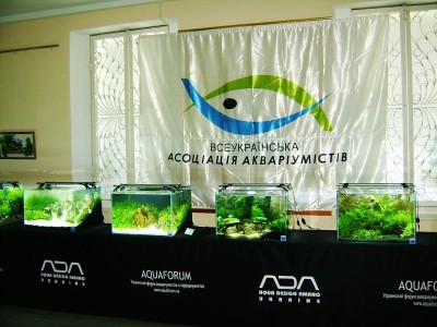 Фото Хрустальный аквариум. Конкурс аранжировки. Киев 2011г (photo#8914)