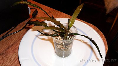 Опознание аквариумных растений